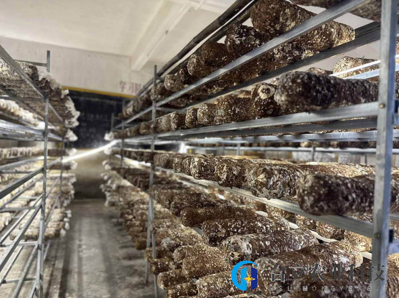 廣東乳源：洛陽鎮盤活撂荒地，拓寬增收渠道