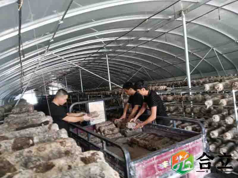 新疆庫爾勒廢枝條種食用菌，形成完整生態循環系統