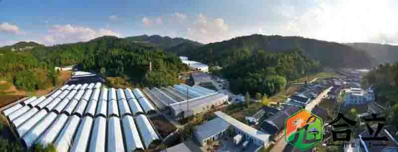 四川廣元市：利州區加快食用菌園區建設