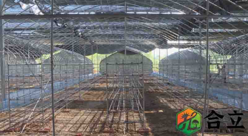 湖北十堰白浪鎮香菇種植50萬棒