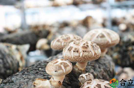 湖北省：食用菌產業帶動經濟增長
