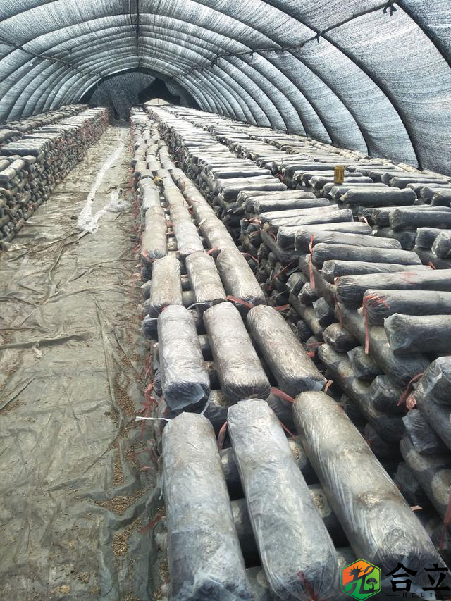 香菇養菌、翻堆有哪些技術要點？