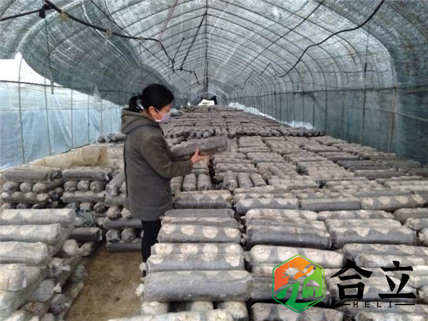 袋料香菇，大中小袋模式究竟哪個好？