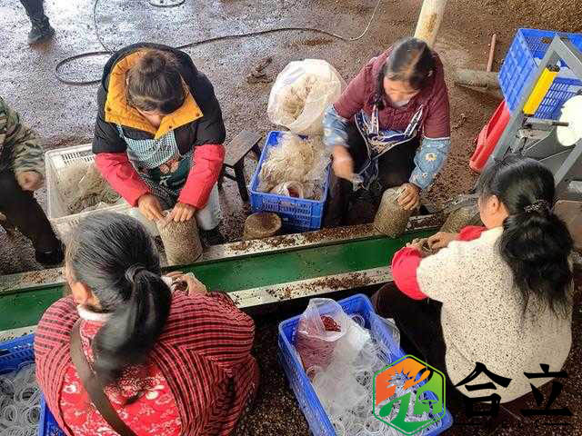 貴州赫章縣 結構鄉今年計劃產食用菌800余萬棒，創收破億元